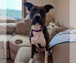 Small American Staffordshire Terrier Mix