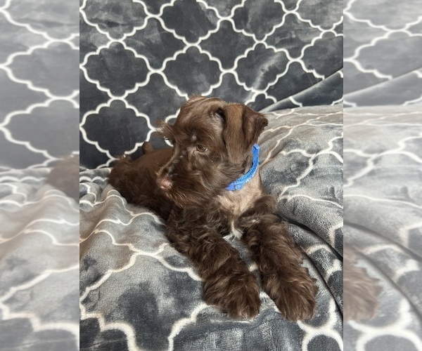 Medium Photo #39 Schnauzer (Miniature) Puppy For Sale in ROY, WA, USA