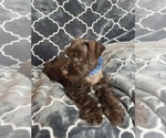 Small #9 Schnauzer (Miniature)