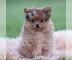 Puppy Fuego Pomeranian