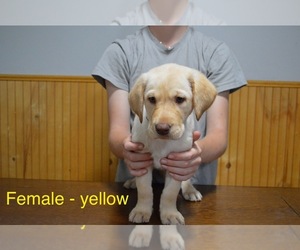 Labrador Retriever Puppy for sale in VASSAR, KS, USA