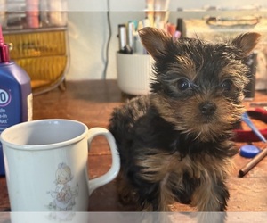 Morkie Puppy for Sale in SPRINGFIELD, Missouri USA
