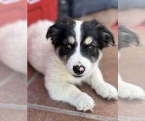Medium Mutt
