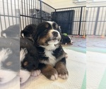 Small #12 Bernese Mountain Dog