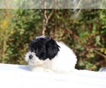 Small #13 ShihPoo