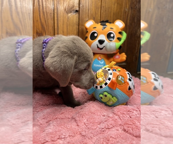 Medium Photo #3 Labrador Retriever Puppy For Sale in NEOLA, WV, USA