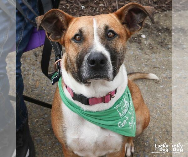 Medium Photo #4 Mutt Puppy For Sale in Washington, DC, USA