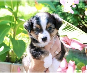 Miniature Australian Shepherd Puppy for Sale in ALBIA, Iowa USA