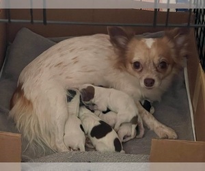 Mother of the Chihuahua puppies born on 01/05/2026