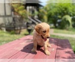 Small #8 Golden Retriever
