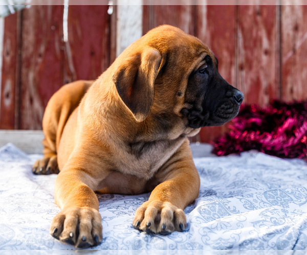 Medium Photo #50 Mastiff Puppy For Sale in WAKARUSA, IN, USA