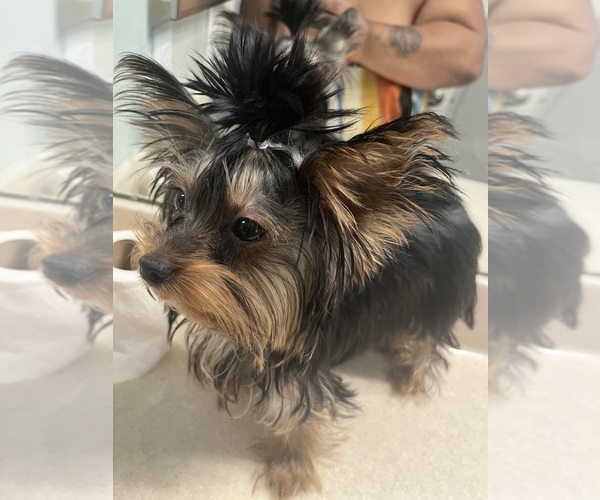 Medium Photo #5 Yorkshire Terrier Puppy For Sale in E FAYETTEVLLE, NC, USA