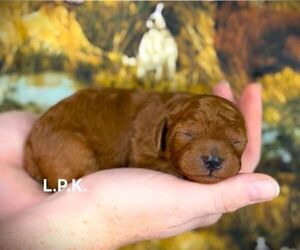 Poodle (Toy) Puppy for sale in WINNSBORO, LA, USA