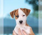 Small #6 Whippet Mix