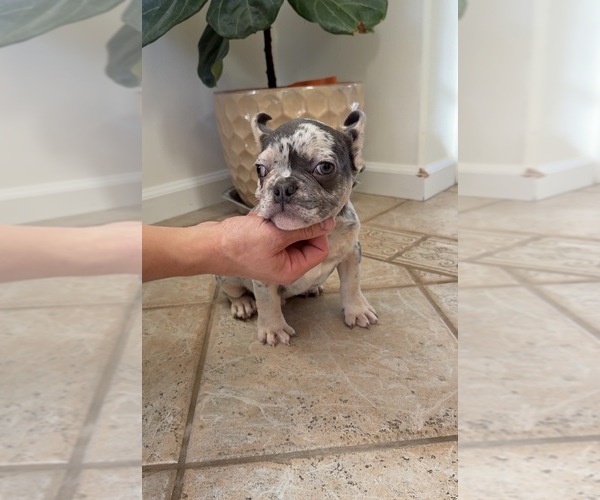 Medium Photo #5 French Bulldog Puppy For Sale in BROOKLYN, NY, USA