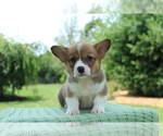 Small Photo #3 Pembroke Welsh Corgi Puppy For Sale in BARNETT, MO, USA