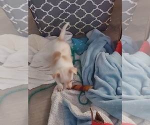 Chihuahua Puppy for sale in CO SPGS, CO, USA