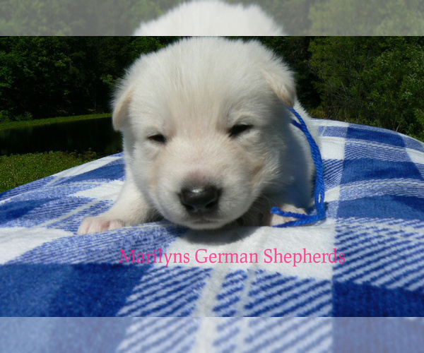 Medium Photo #6 German Shepherd Dog Puppy For Sale in PIEDMONT, MO, USA