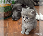Small #10 Labrador Retriever Mix