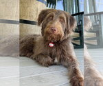 Small Aussiedor