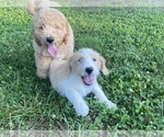 Small Photo #21 Labradoodle Puppy For Sale in CANON, GA, USA