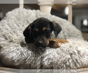 Doberman Pinscher-Labrador Retriever Mix Dog for Adoption in CONVERSE, Indiana USA