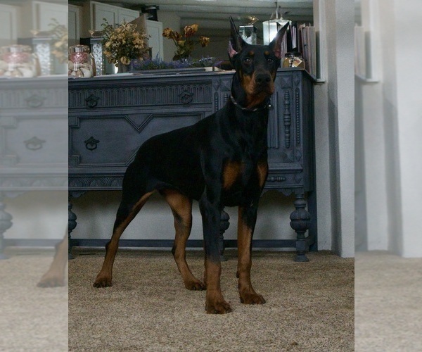 Medium Photo #11 Doberman Pinscher Puppy For Sale in WARSAW, IN, USA