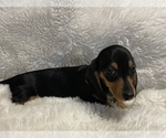 Small Photo #6 Dachshund Puppy For Sale in SELAH, WA, USA