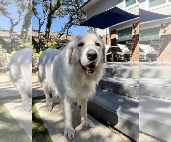 Medium Photo #8 Great Pyrenees Puppy For Sale in Bend, OR, USA