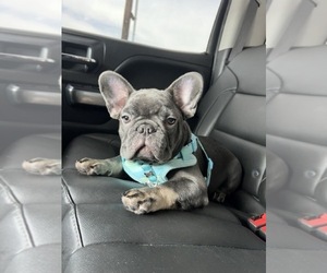 French Bulldog Puppy for Sale in TRACY, California USA