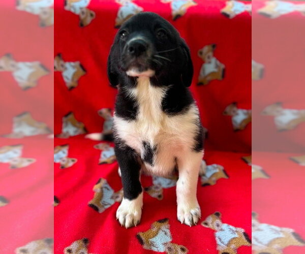 Medium Photo #4 Great Pyrenees-Unknown Mix Puppy For Sale in Osgood, IN, USA
