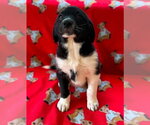 Small #3 Great Pyrenees Mix