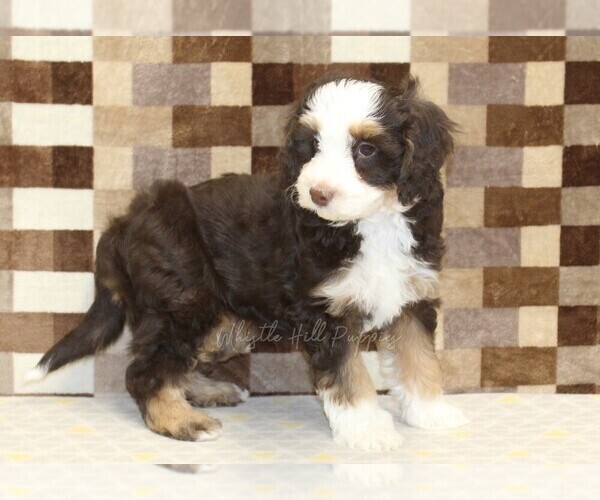 Medium Photo #2 Bernedoodle (Miniature) Puppy For Sale in DENVER, PA, USA