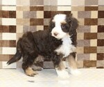 Small #1 Bernedoodle (Miniature)
