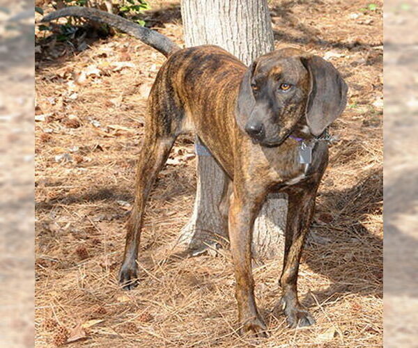 Medium Photo #5 Plott Hound-Unknown Mix Puppy For Sale in Lake Wylie, SC, USA