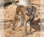 Small #4 Plott Hound Mix