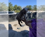 Small Photo #9 English Bulldog Puppy For Sale in OCOEE, FL, USA