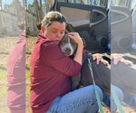 Small #1 American Pit Bull Terrier Mix