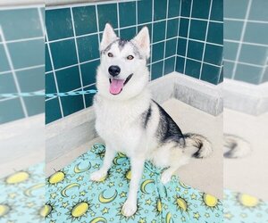 Siberian Husky Dogs for adoption in Rancho Cucamonga, CA, USA