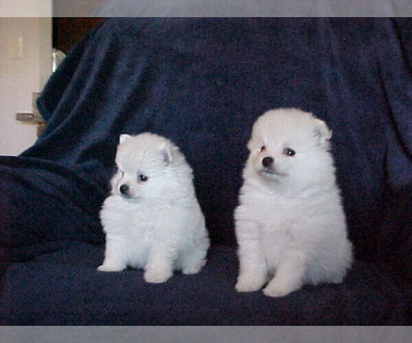 Medium Photo #6 Pomeranian Puppy For Sale in APPLE VALLEY, CA, USA