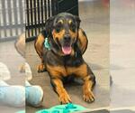 Small #1 Rottweiler Mix