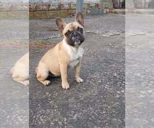 French Bulldog Puppy for sale in PHILA, PA, USA
