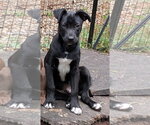 Small #2 Border-Aussie