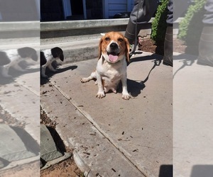 Beagle Dogs for adoption in SHIPSHEWANA, IN, USA
