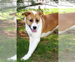 Small #11 American Pit Bull Terrier Mix