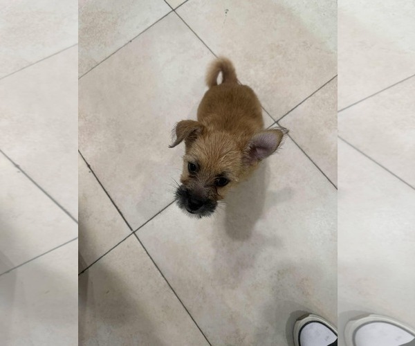 Medium Photo #5 Border Terrier-Unknown Mix Puppy For Sale in Princeton, MN, USA