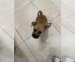 Small #4 Border Terrier Mix