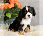 Small #4 Bernese Mountain Dog-Cavalier King Charles Spaniel Mix