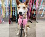 Small #13 Shiba Inu Mix