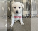 Image preview for Ad Listing. Nickname: Litter of 5